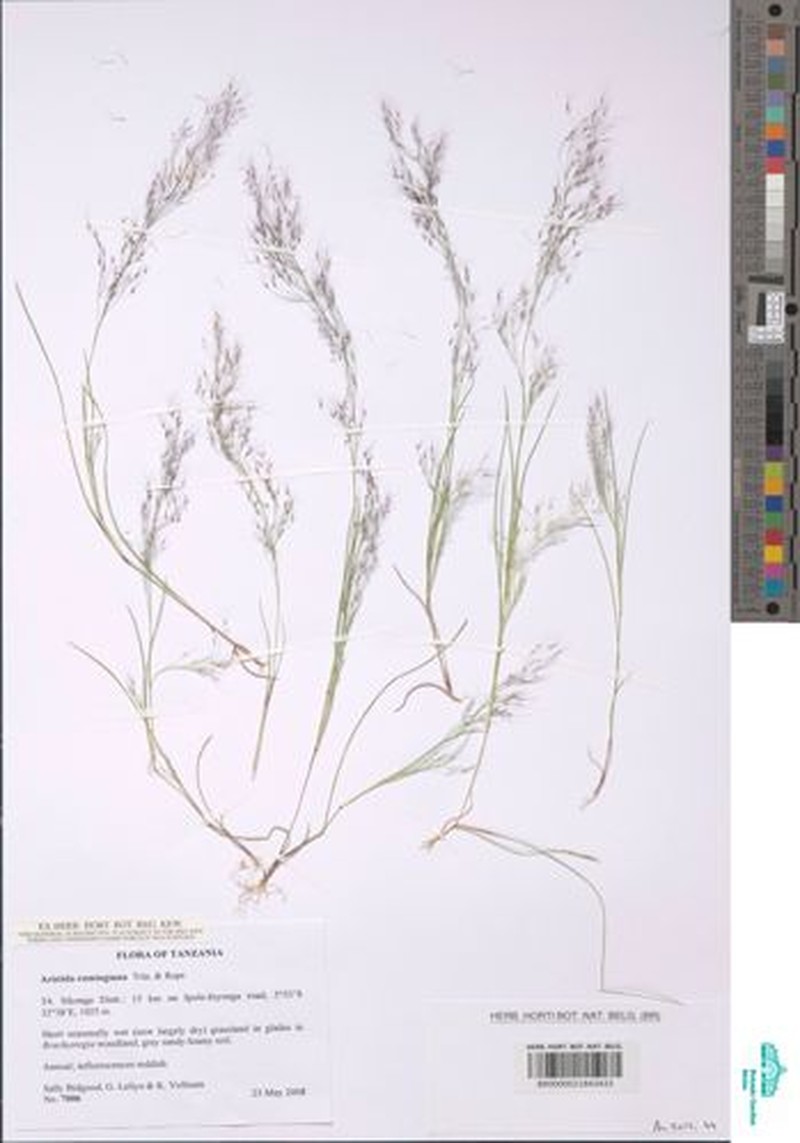 Aristida cumingiana photo 3