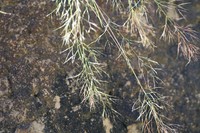 Aristida cumingiana