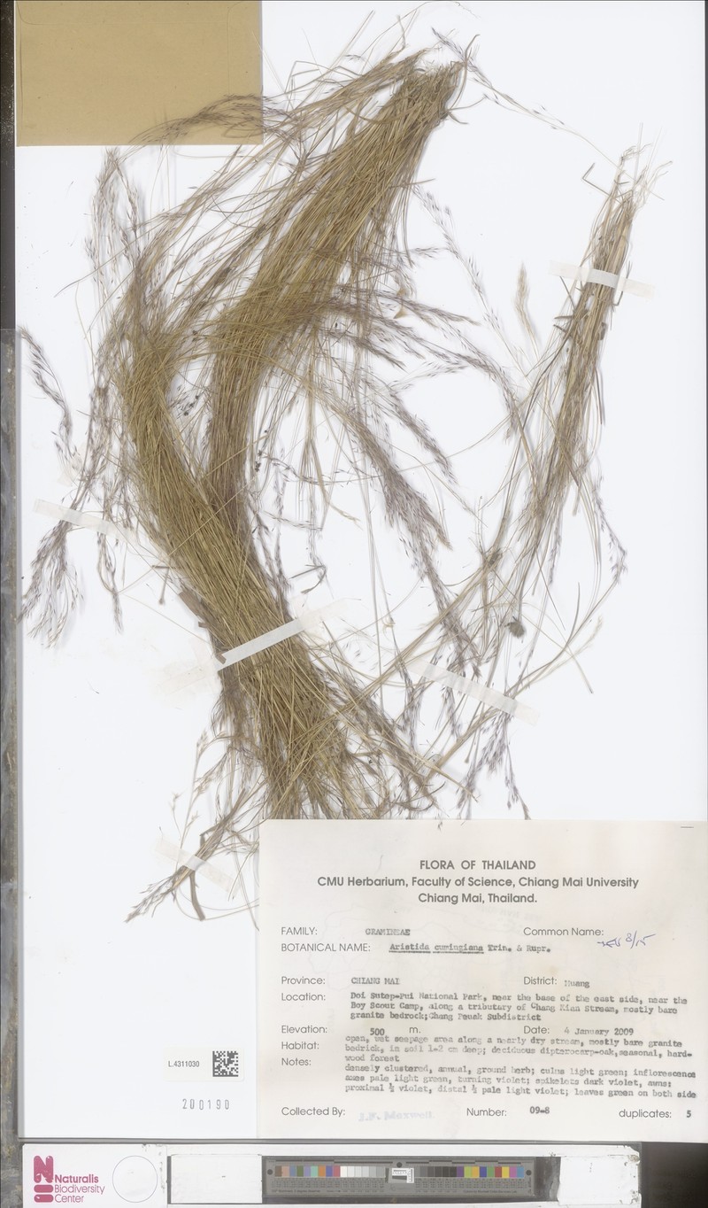 Aristida cumingiana photo 6