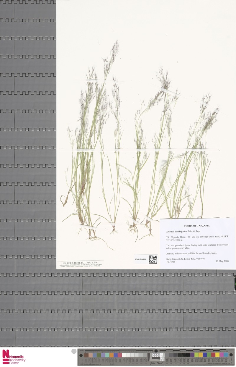 Aristida cumingiana photo 7