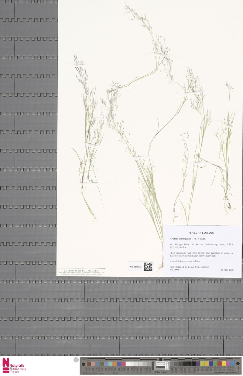 Aristida cumingiana photo 8