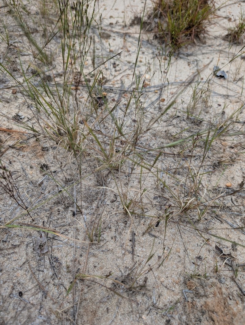 Aristida curtissii