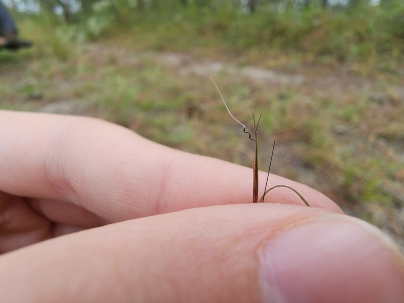 Aristida curtissii photo 2