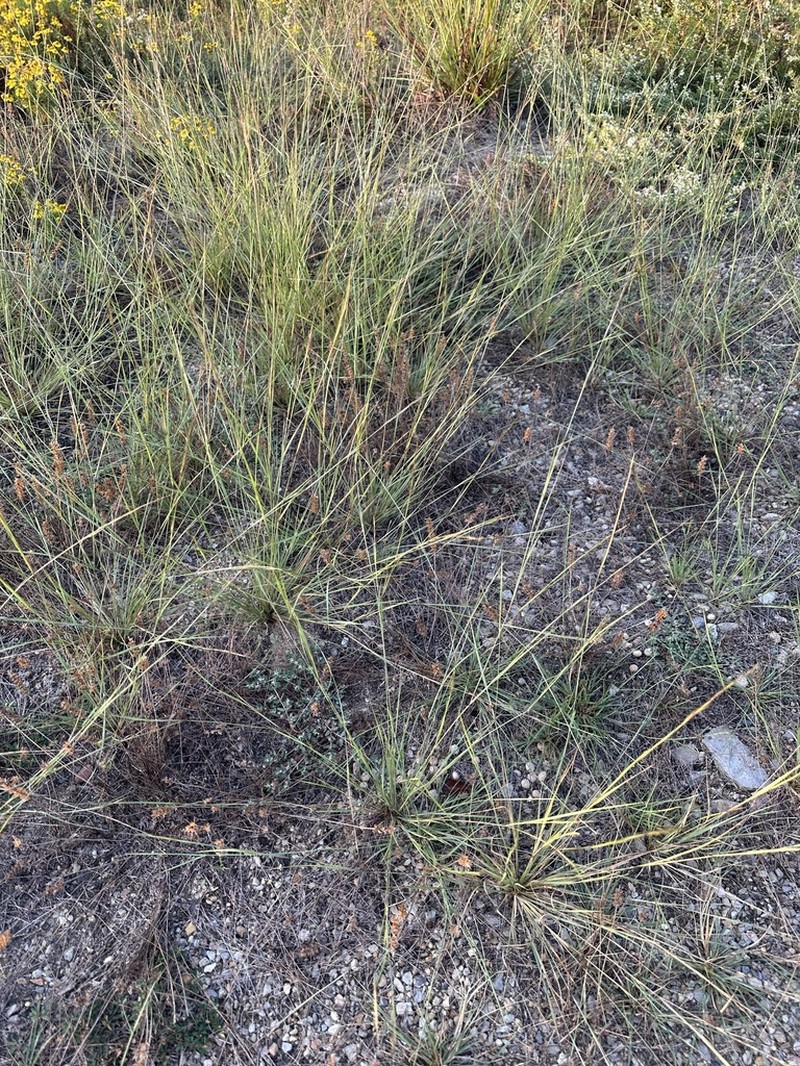 Aristida curtissii photo 3
