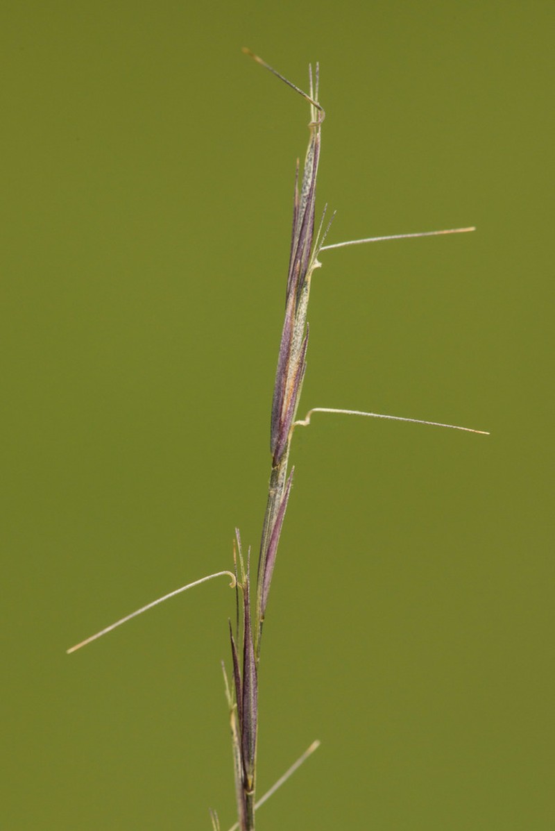 Aristida curtissii photo 4