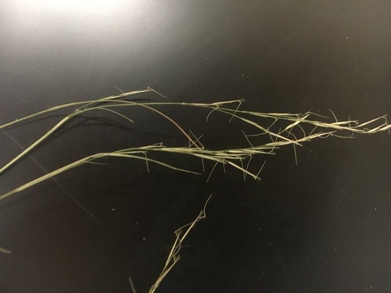 Aristida curtissii photo 5