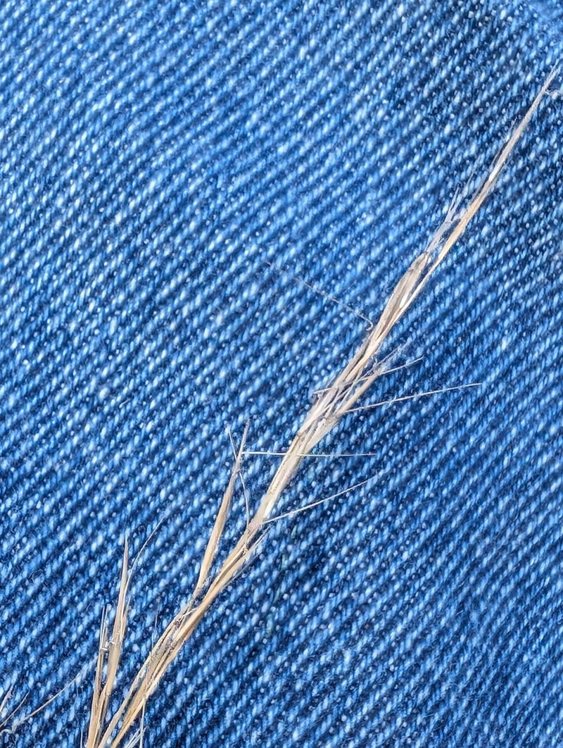 Aristida curtissii photo 6