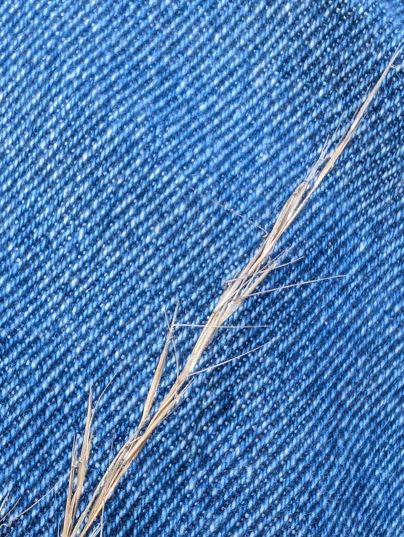 Aristida curtissii photo 8