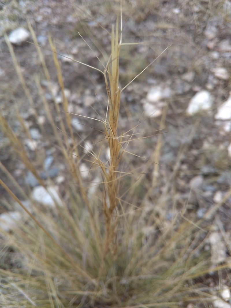 Aristida curvifolia