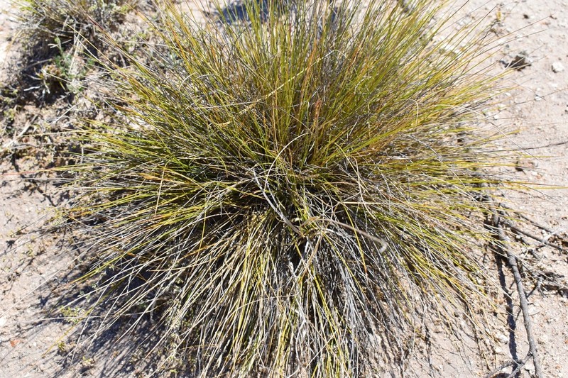 Aristida curvifolia photo 2