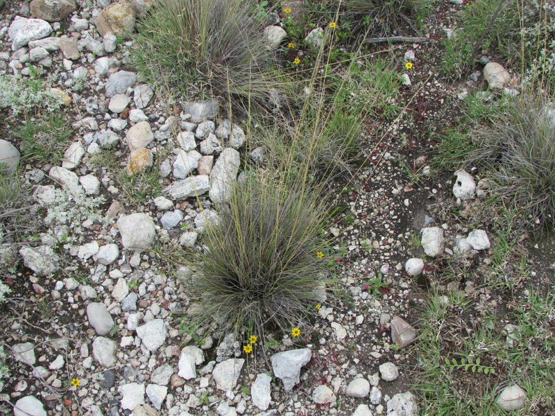 Aristida curvifolia photo 5