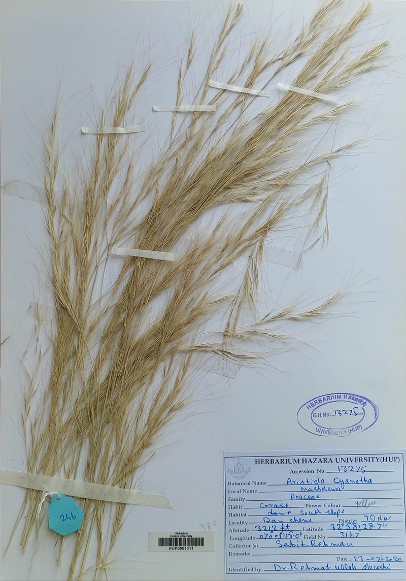 Aristida cyanantha