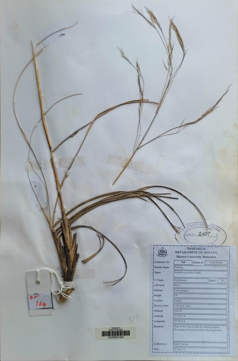 Aristida cyanantha photo 2