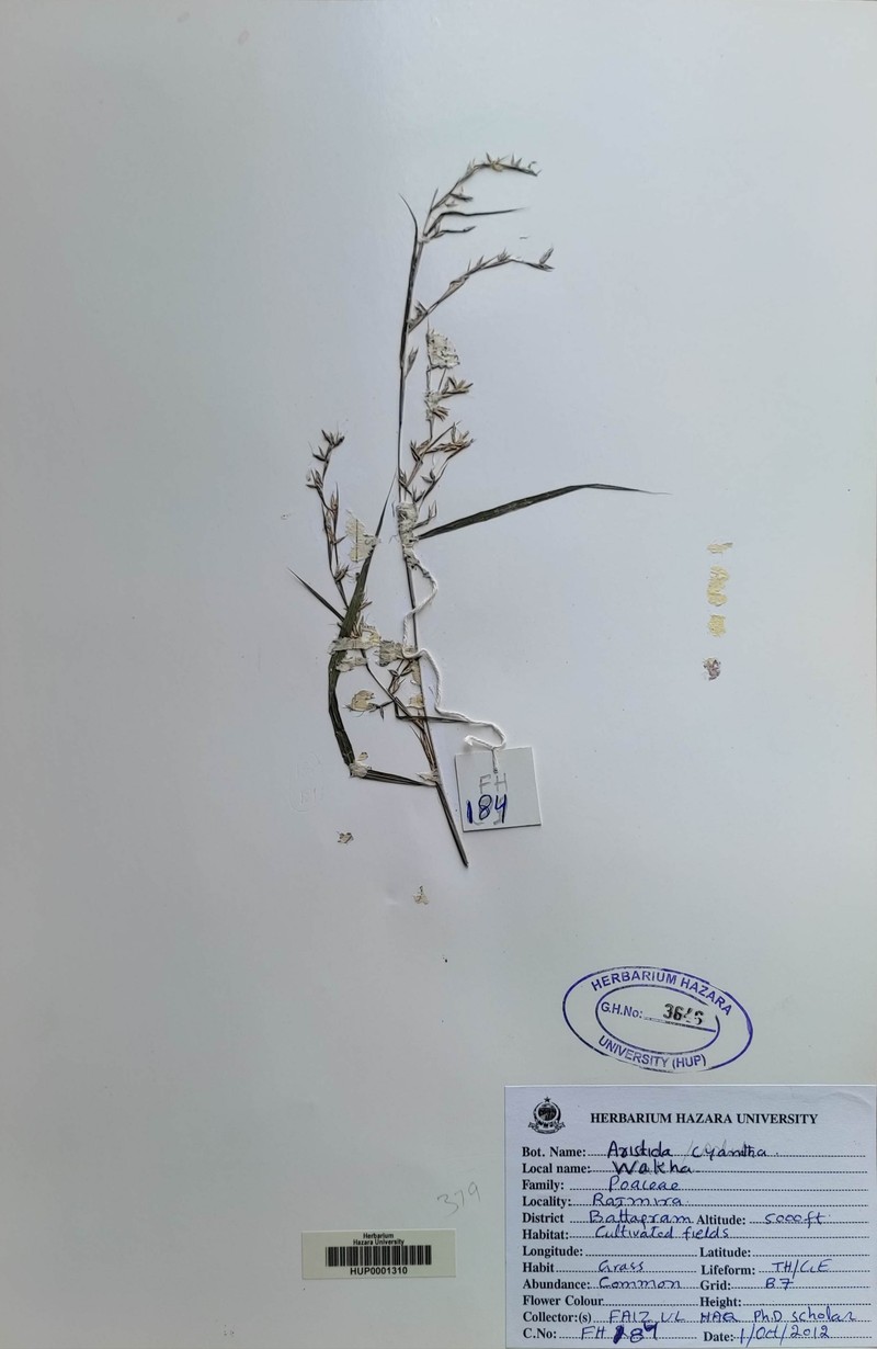 Aristida cyanantha photo 3