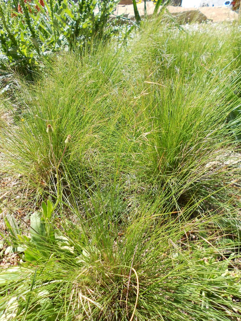 Aristida diffusa