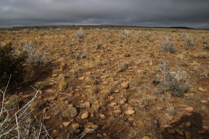 Aristida diffusa