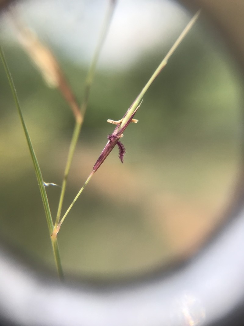 Aristida diffusa photo 2