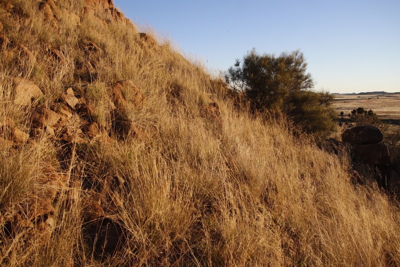Aristida diffusa photo 3