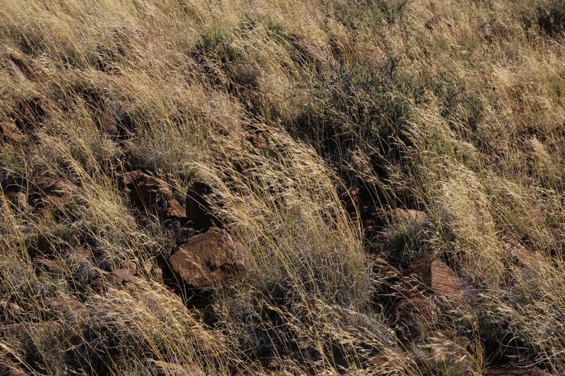 Aristida diffusa photo 4