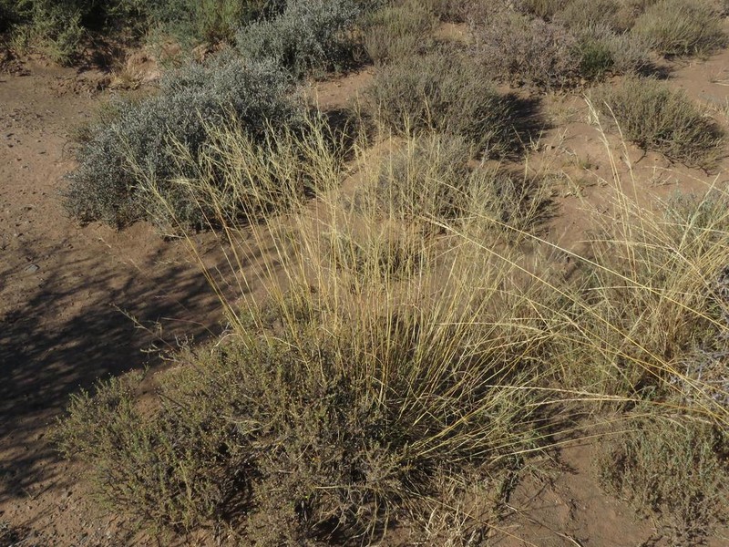 Aristida diffusa photo 5