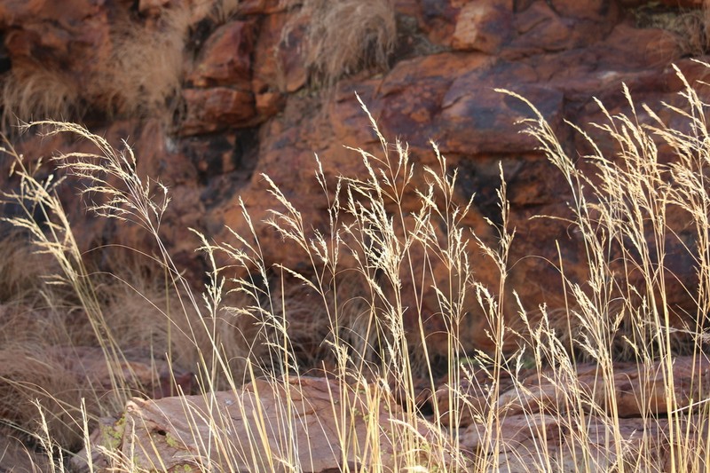 Aristida diffusa photo 6
