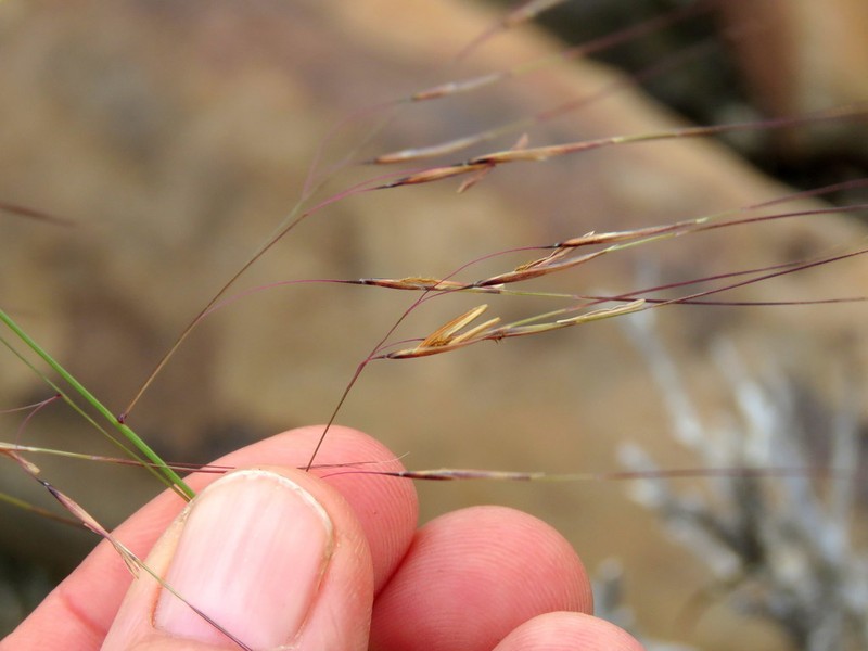 Aristida diffusa photo 7