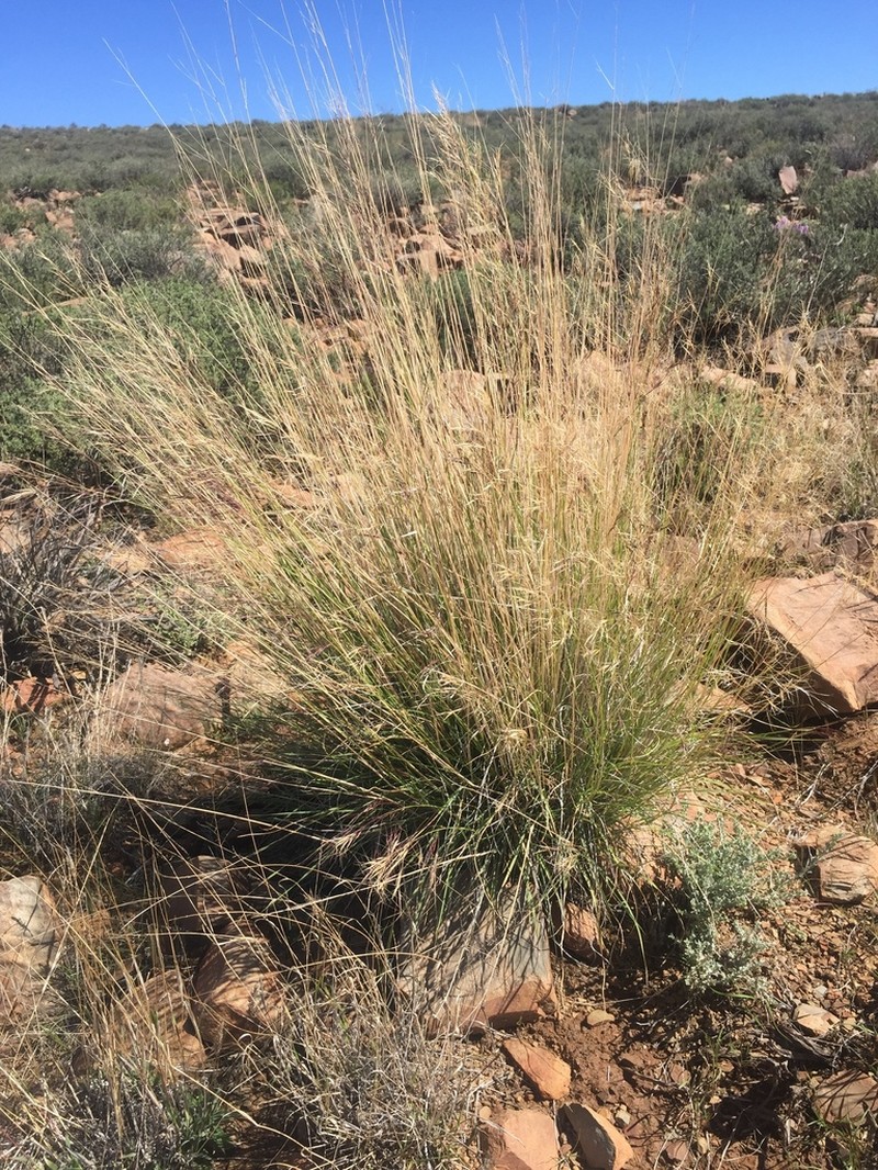 Aristida diffusa photo 8