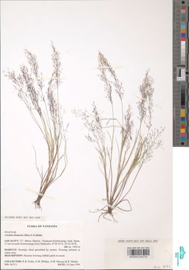 Aristida diminuta