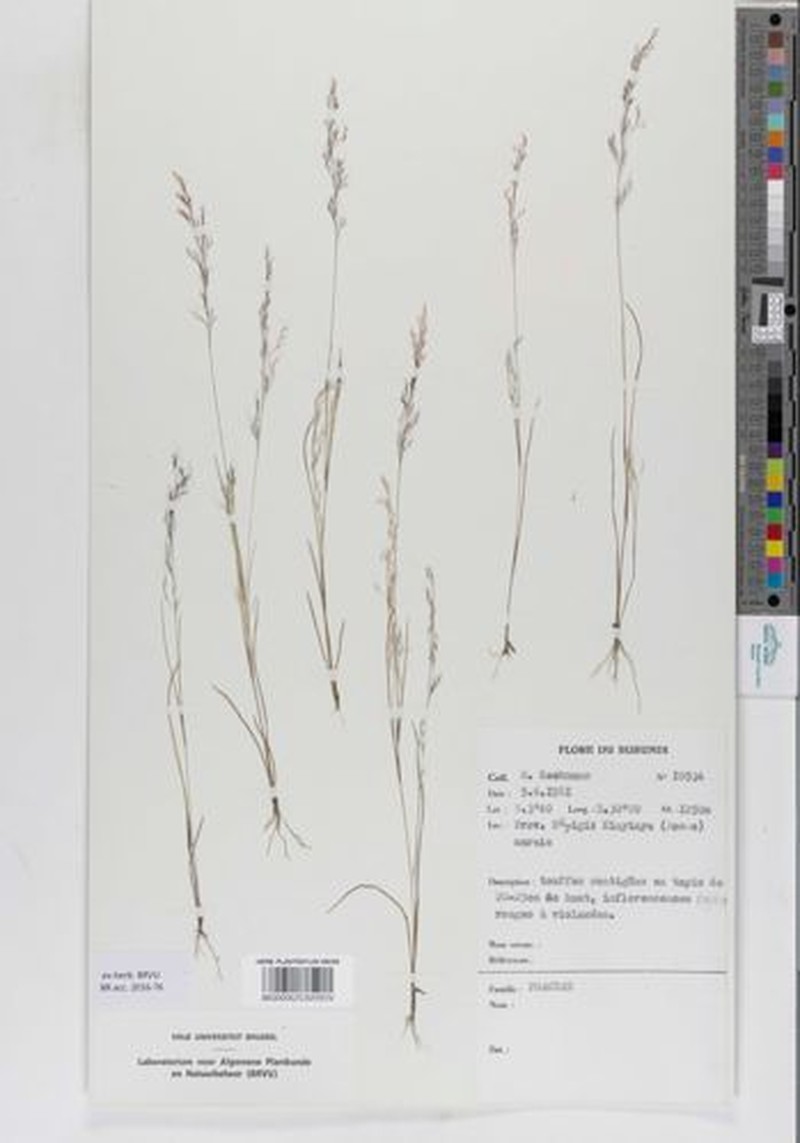 Aristida diminuta photo 2