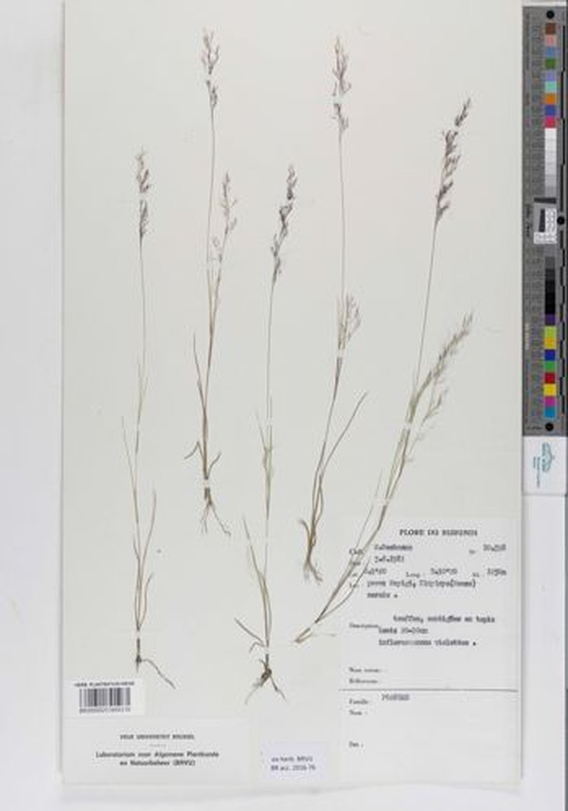 Aristida diminuta photo 3