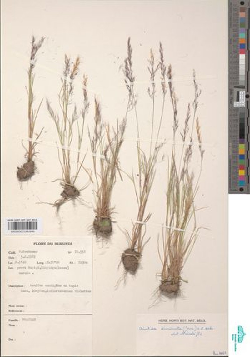 Aristida diminuta photo 4