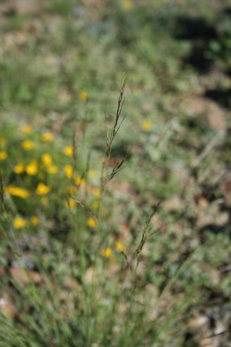 Poverty Threeawn photo 6