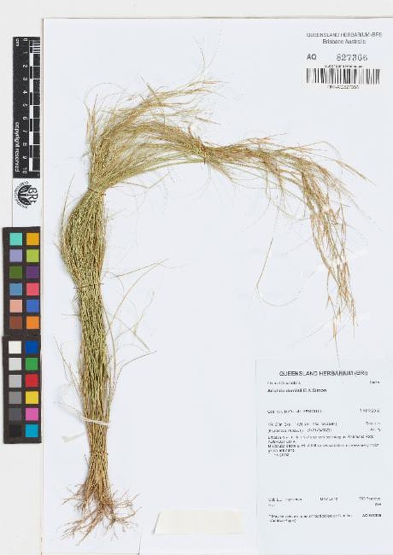 Aristida dominii