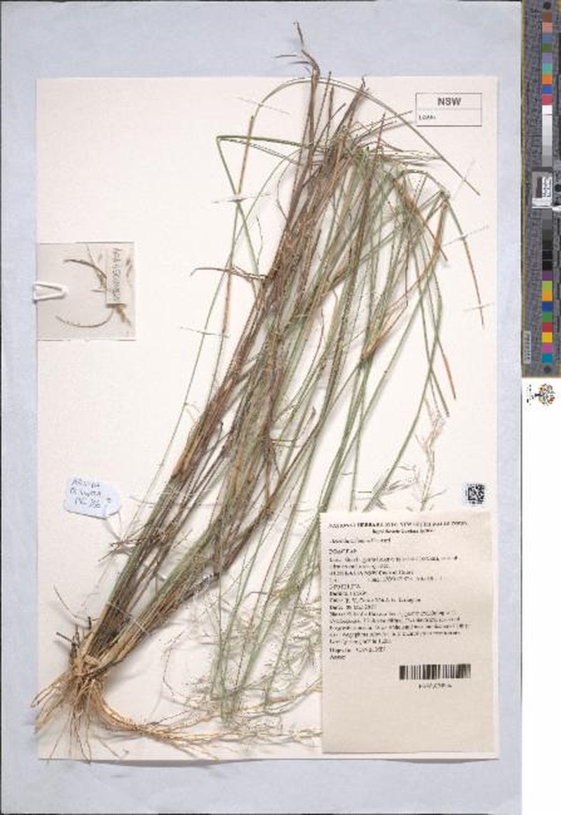 Aristida echinata