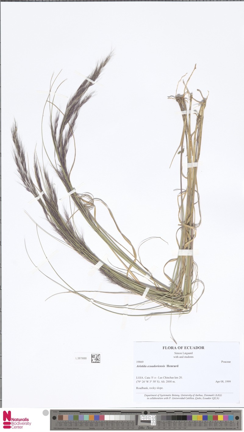 Aristida ecuadoriensis