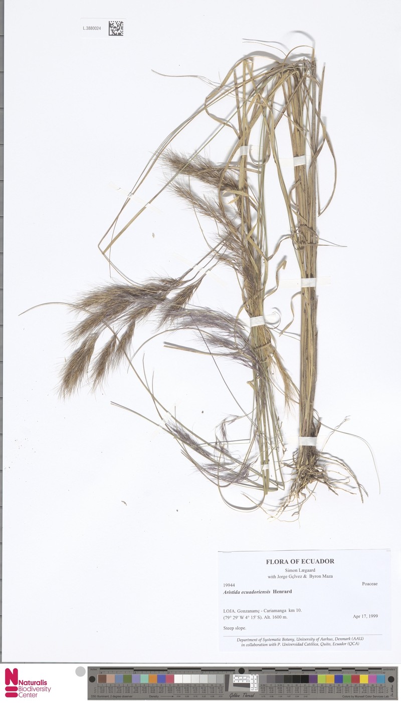 Aristida ecuadoriensis photo 2