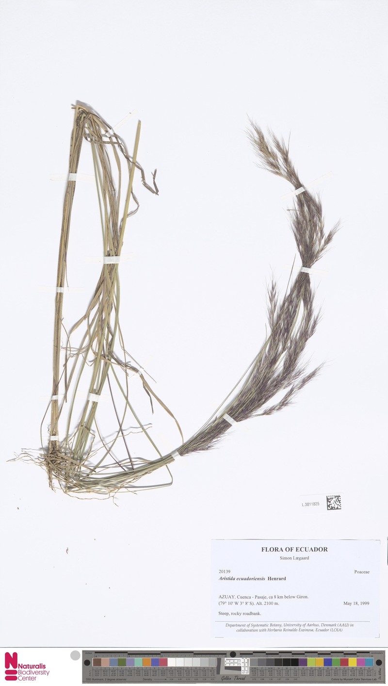 Aristida ecuadoriensis photo 3