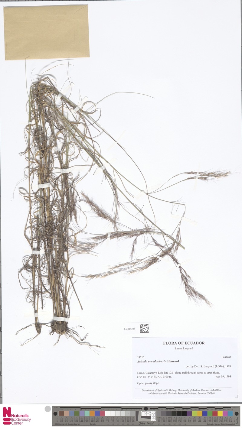 Aristida ecuadoriensis photo 4