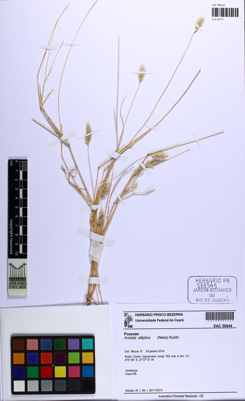Aristida elliptica