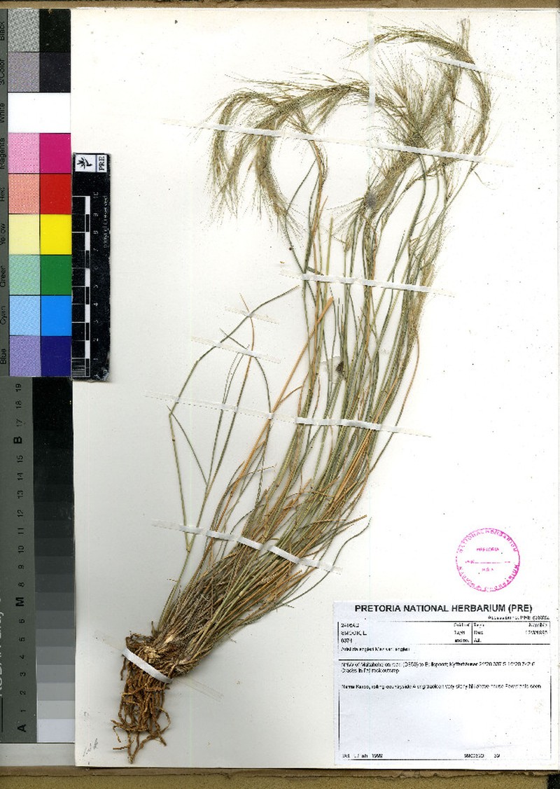 Aristida engleri