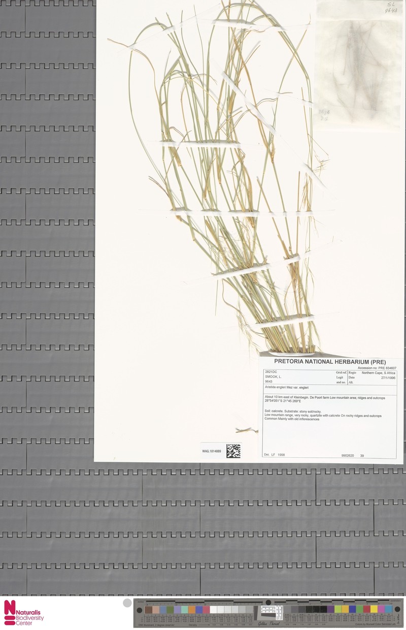 Aristida engleri photo 2