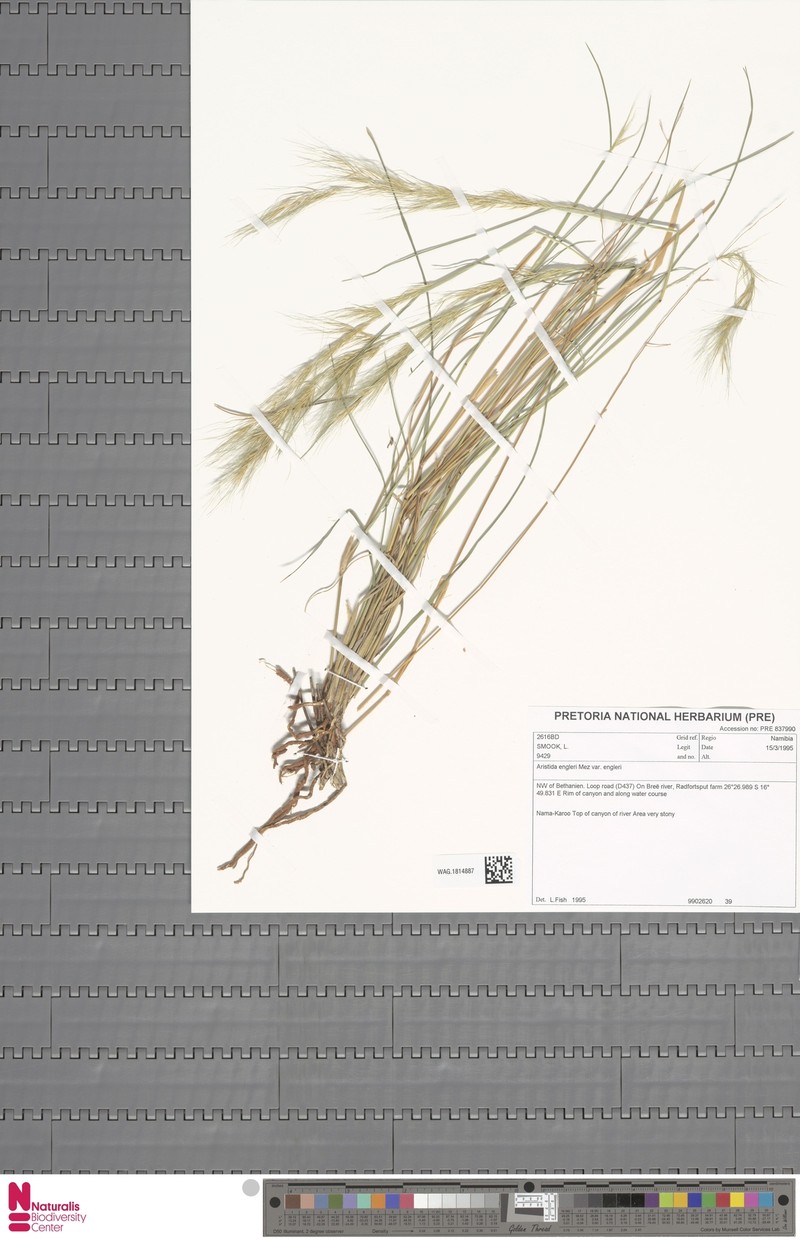 Aristida engleri photo 3