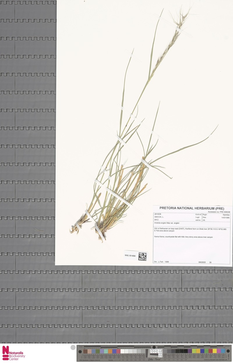 Aristida engleri photo 4