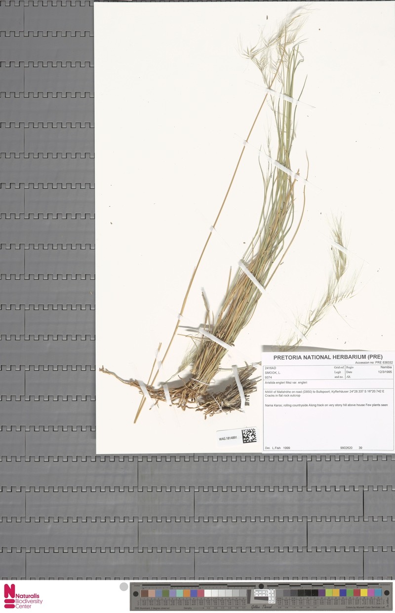 Aristida engleri photo 5