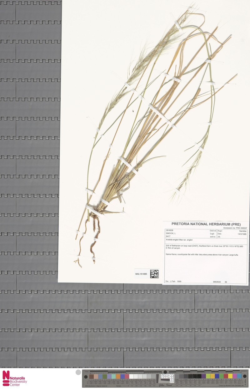 Aristida engleri photo 6