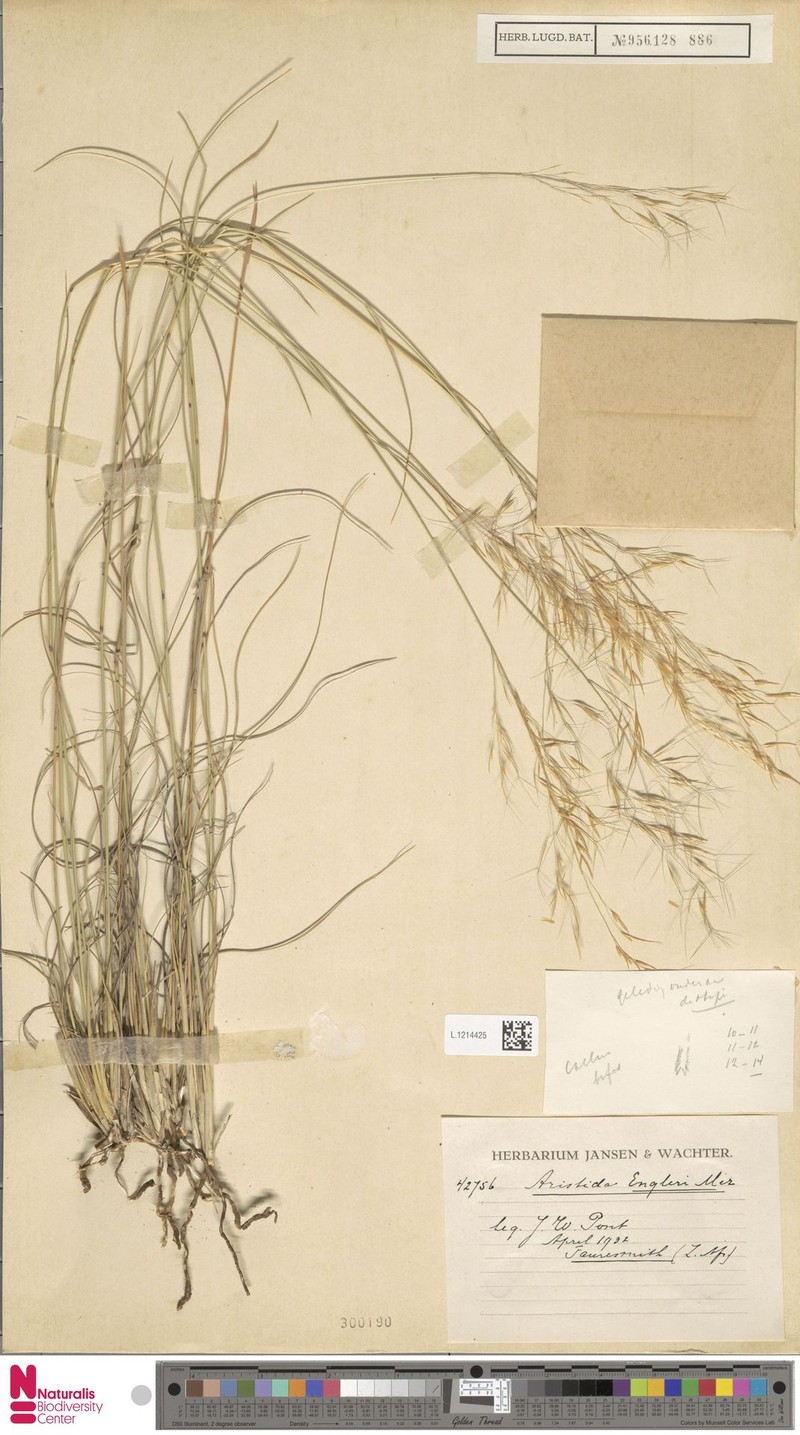 Aristida engleri photo 7