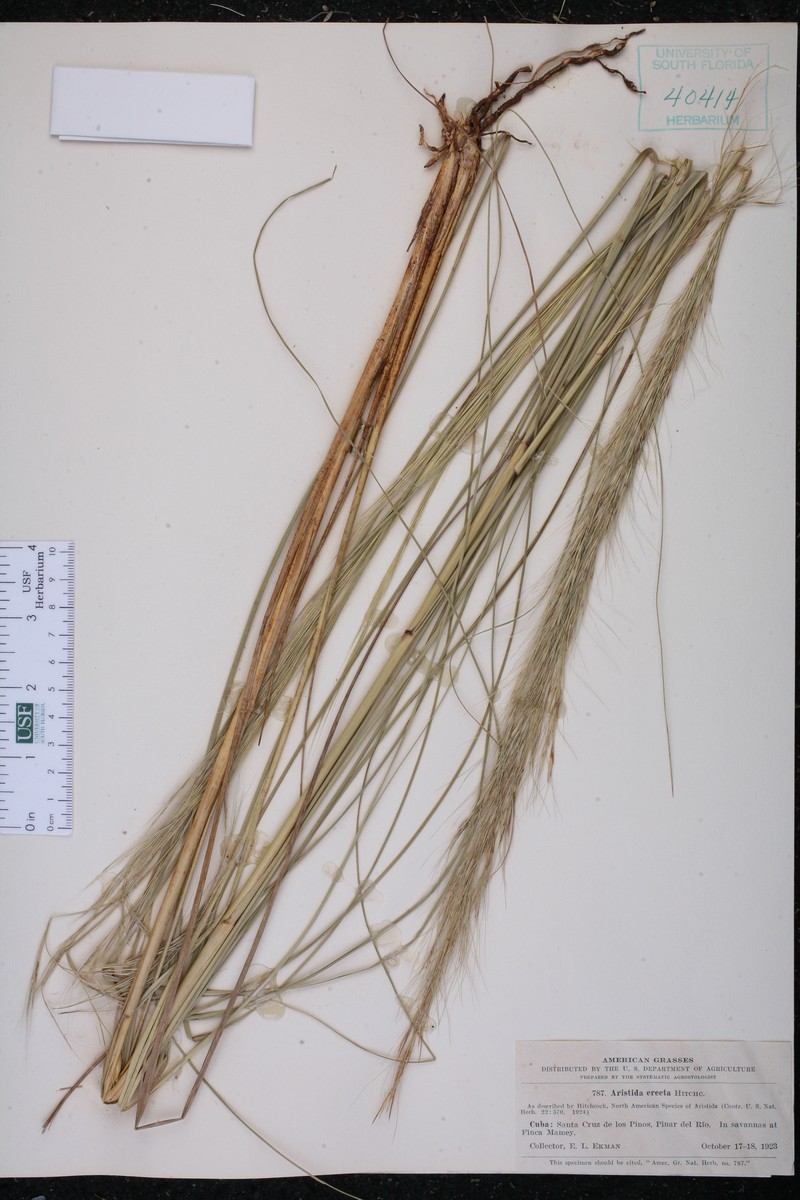 Aristida erecta