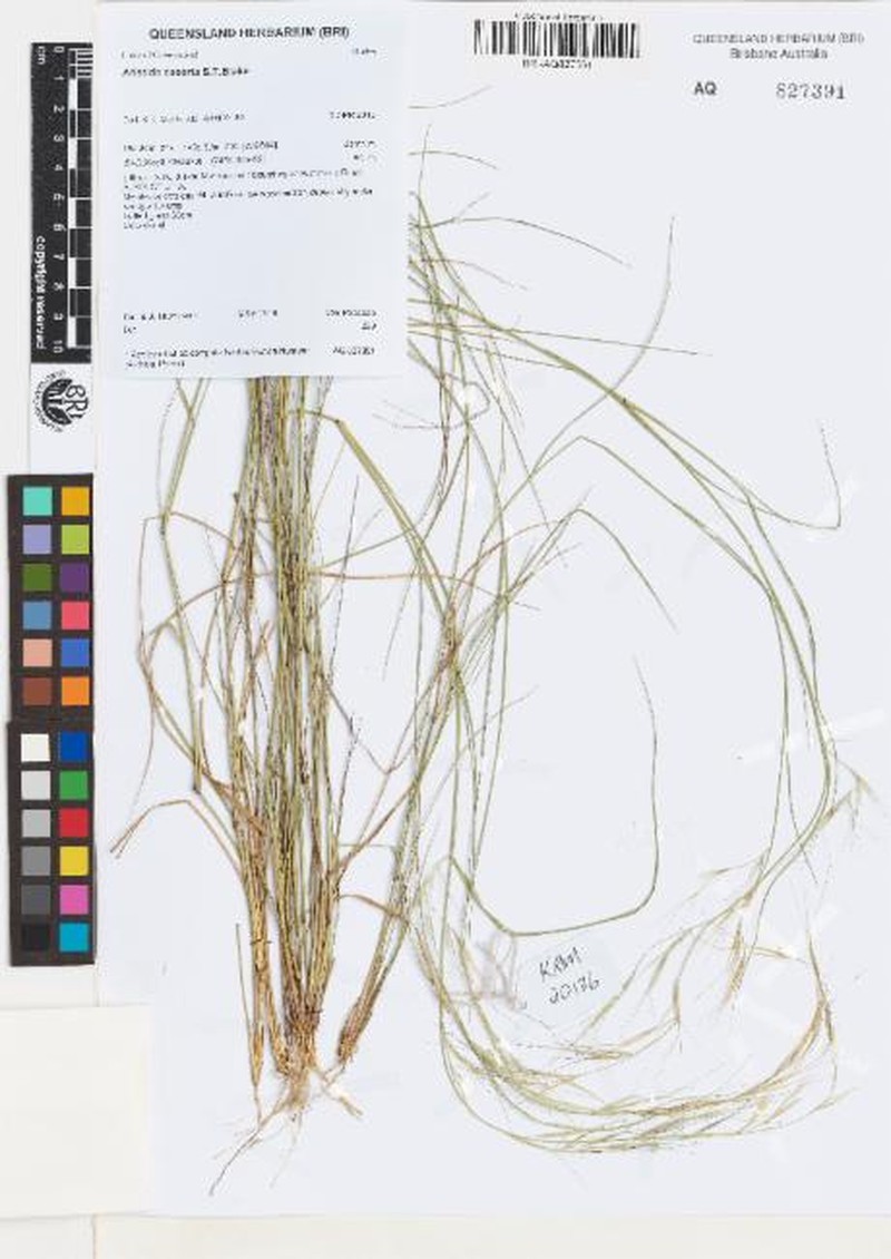 Aristida exserta