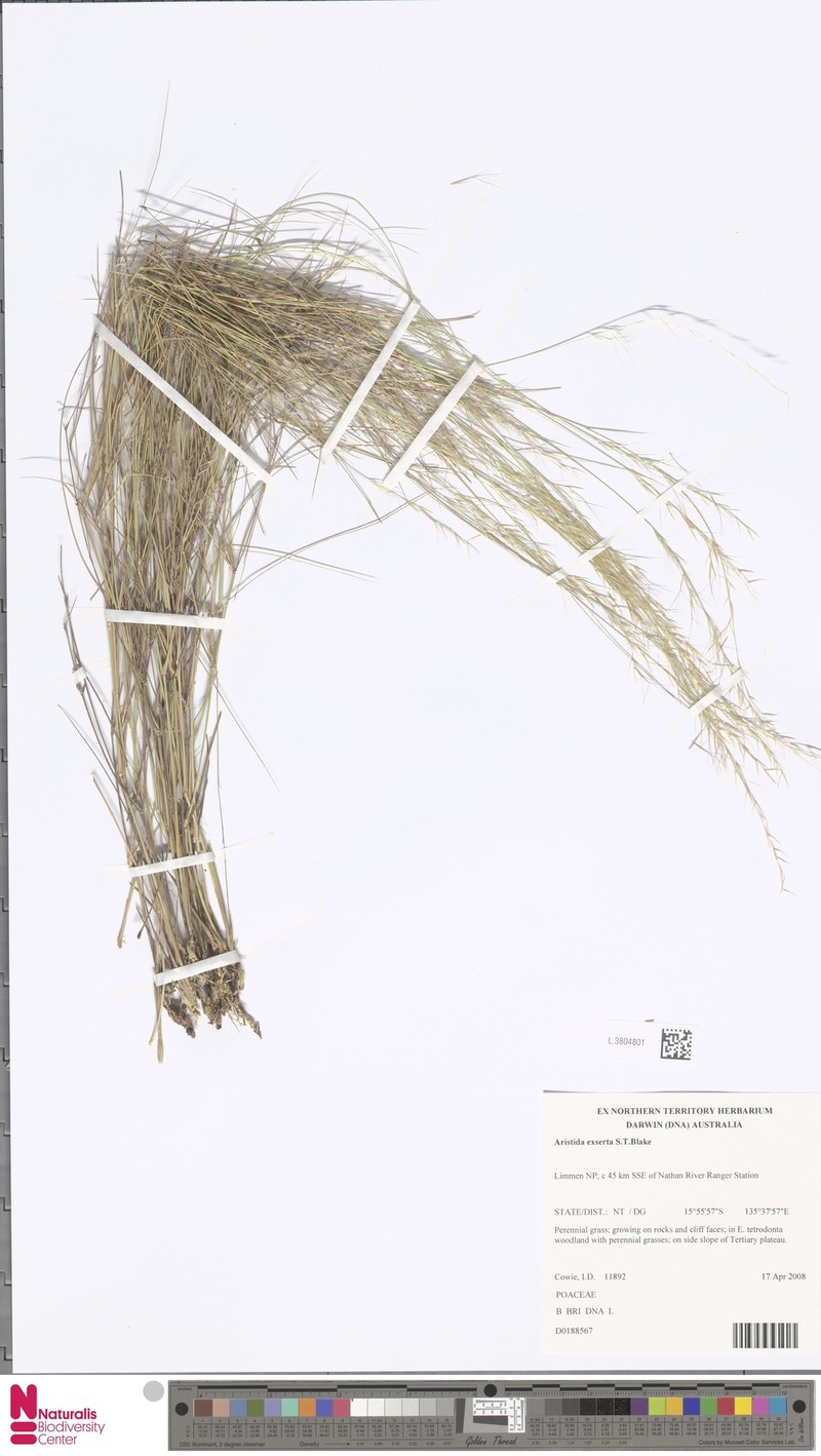 Aristida exserta photo 2
