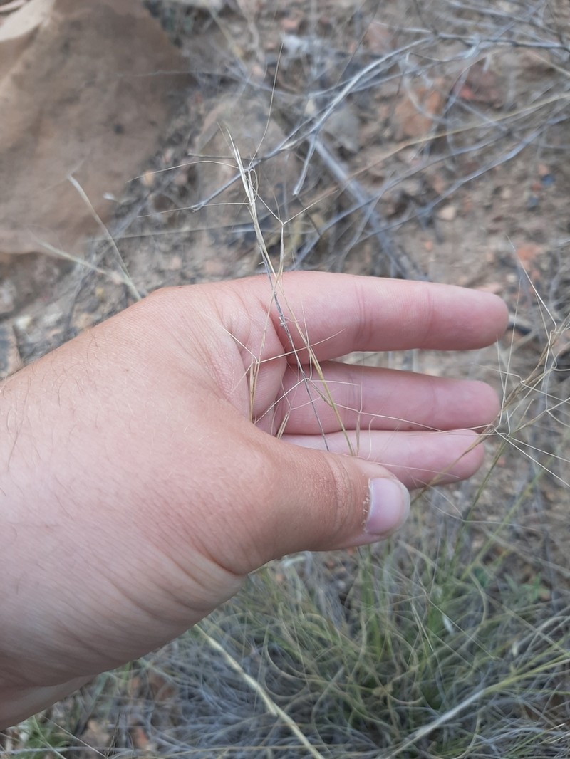 Aristida fendleriana